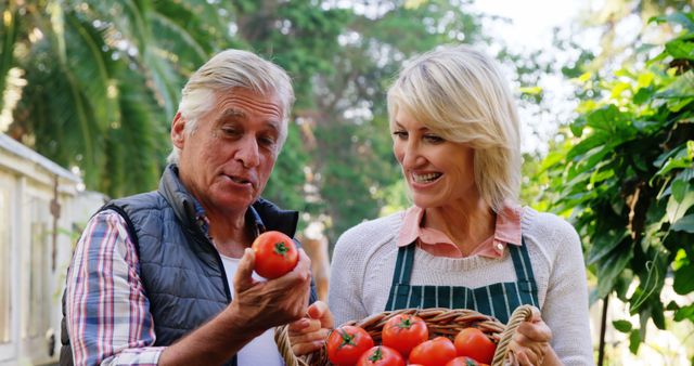 Mature couple checking tomatoes in greenhouse - Download Free Stock Photos Pikwizard.com
