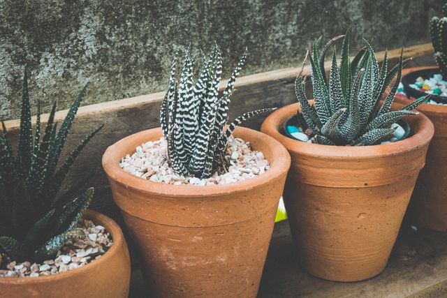 A close-up view of aloe vera plants growing in terracotta pots, surrounded by small stone pebbles. Suitable for home decor inspiration, gardening blogs, and products related to indoor plants and succulents.