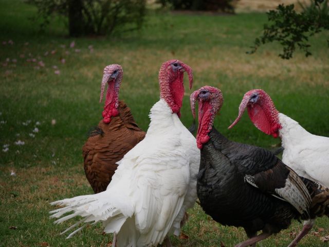 Four turkeys of different colors standing and foraging in a green grassy meadow, showcasing their red wattles and distinct color variations. Ideal for use in articles about wildlife, rural life, farm animals, turkey breeds, outdoor nature scenes, or educational content about domestic birds.