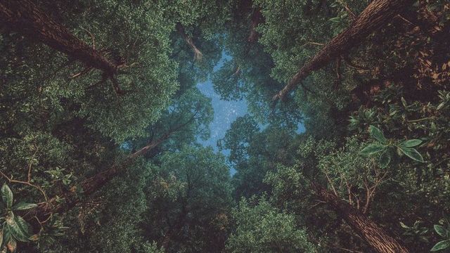 Starry Night Sky View Through Forest Canopy