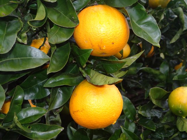 Showcasing ripe oranges growing on a tree branch, this image highlights vibrant orange colors set against rich green leaves. Perfect for use in agricultural blogs, organic produce promotions, nature scenes, or illustrating articles on healthy eating. The photo represents freshness, natural bounty, and organic farming.