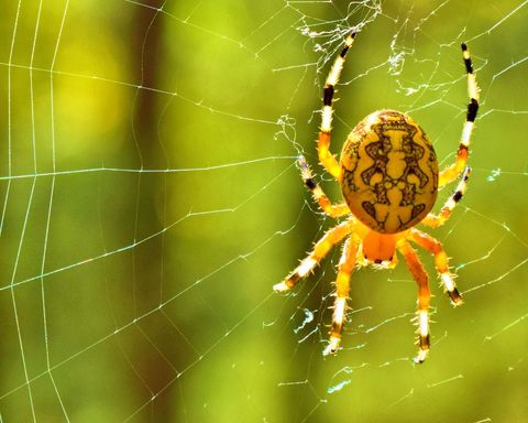 Yellow orb weaver spider spinning intricate web on sunlit green background close-up macro