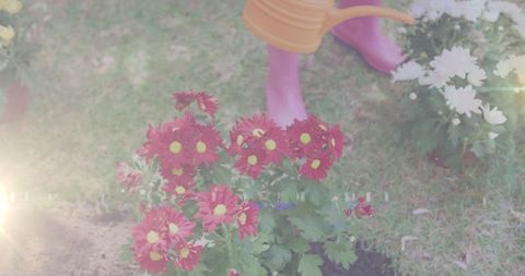 Child Watering Chrysanthemums Amid Sun Flares in Garden