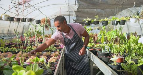 Gardener Caring for Succulent Plants in Vibrant Greenhouse