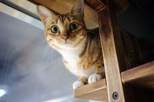 Curious tabby cat with green eyes exploring wooden shelf. Ideal for use in pet care articles, online pet stores, and home decor magazines.