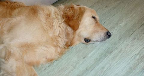 Golden Retriever Lying Relaxed on Light Wood-Grain Floor Near Sofa