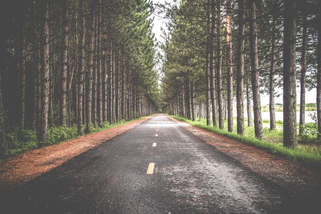 The image captures an empty road stretching through a dense pine forest, creating a sense of tranquility and isolation. The straight road vanishing into the distance holds the promise of an adventure in nature. Ideal for use in travel blogs, websites promoting road trips or outdoor activities, wallpapers, and environmental awareness campaigns.