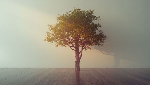 Standing Broadleaf Tree in Minimalistic Interior Scene
