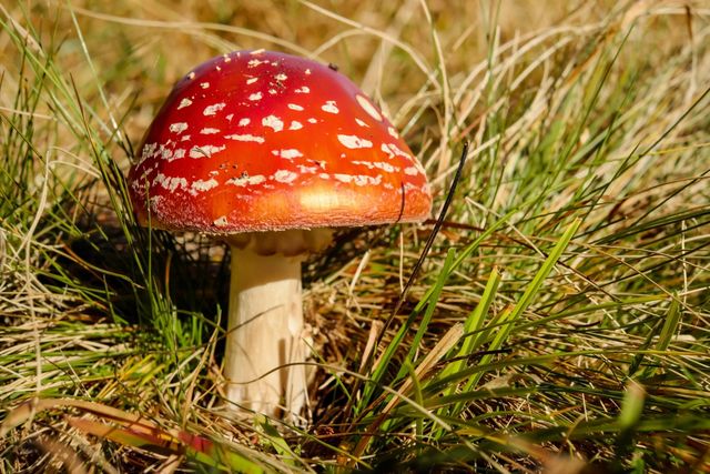 Close-up of Fly Agaric Mushroom on Field - Download Free Stock Photos Pikwizard.com