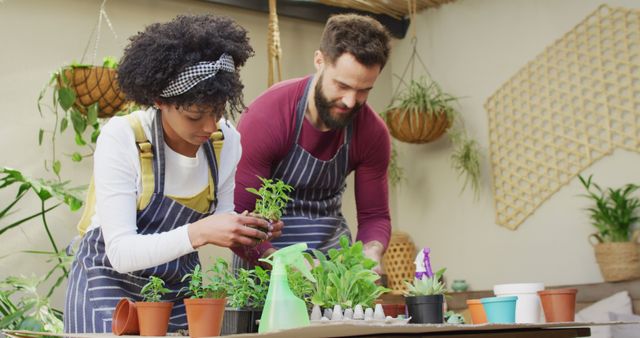 Couple wearing aprons is gardening indoors, caring for various potted plants and herbs. This can be used to illustrate urban gardening, home hobbies, or indoor greenery. It is great for articles and content about home gardening tips.