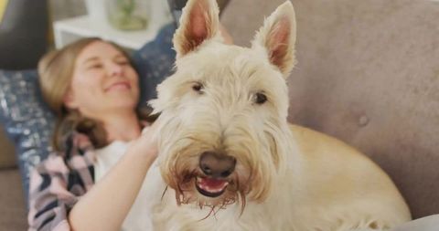 Woman Relaxing at Home with Happy Terrier on Couch