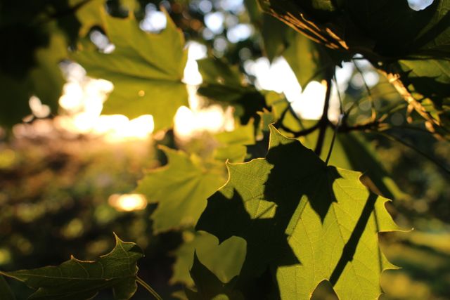 Sunlight Filtering Through Green Leaves in Forest - Download Free Stock Photos Pikwizard.com