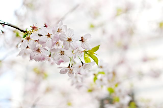 Beautiful Cherry Blossoms in Springtime, Soft Focus Nature Background - Download Free Stock Photos Pikwizard.com