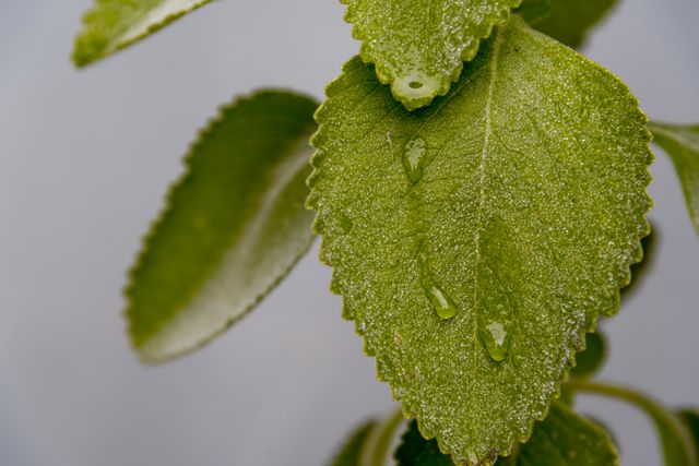 Close-up of fresh green leaves with visible dew drops, capturing the essence of nature and freshness. Ideal for use in nature-related content, gardening blogs, environmental campaigns, posters, and educational materials focusing on botany or plant studies.