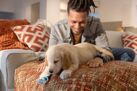 African american man playing with golden retriever puppy on cozy textured ottoman