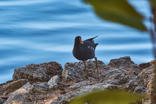 The image showcases a Common Moorhen perched on rocky terrain beside calm water. The setting is serene, highlighting the bird in its natural habitat. This image is ideal for use in wildlife magazines, nature documentaries, birdwatching websites, educational content about birds and their ecosystems, and environmental conservation campaigns.