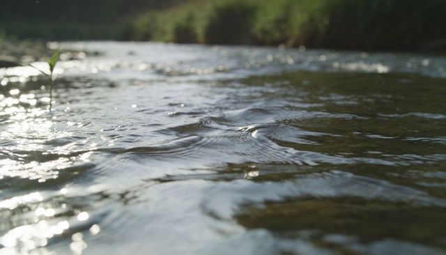 Shallow creek rippling in sunlight reflecting bokeh glints — calm flowing water texture