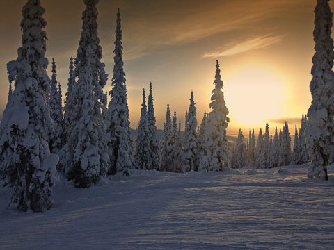 Peaceful Sunrise Over Snow-Covered Pine Forest
