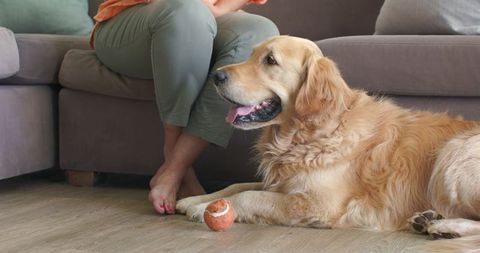Golden retriever relaxing beside mature woman on sofa with tennis ball in cozy living room