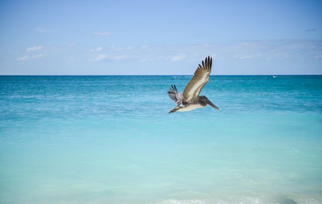Pelican flying over vibrant turquoise ocean against clear blue sky. Ideal for nature and wildlife blogs, travel websites, marine conservation materials, and educational content about coastal ecosystems.