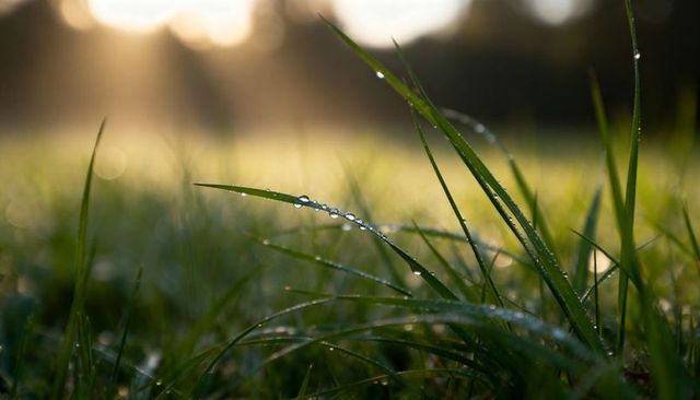 Dew-covered grass blades catching golden backlight in morning meadow closeup sunrise bokeh