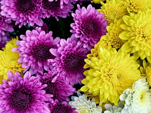 Vibrant Purple and Yellow Chrysanthemum Bouquet Blooming Close-Up