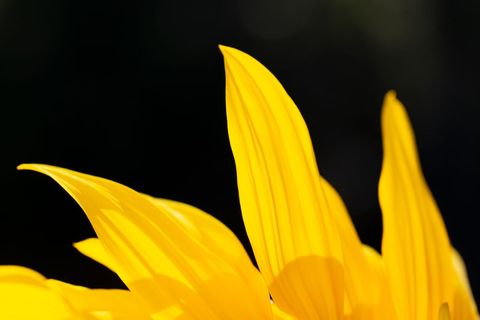 Sunflower petals glowing in bright sunlight