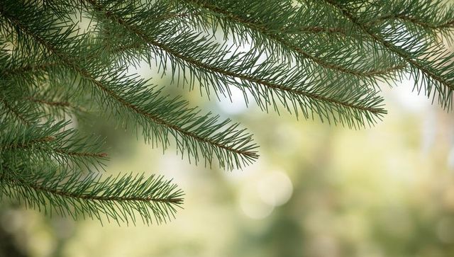 Sunlit Conifer Branch Closeup with Soft Bokeh Background and Evergreen Needle Detail