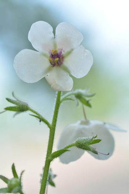 Close-up of White Wildflower Blooming in Natural Light - Download Free Stock Photos Pikwizard.com