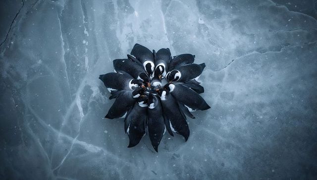 Huddling penguins forming radial cluster on cracked sea ice with central egg