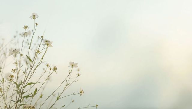 Delicate white wildflowers blooming on thin stems with pastel sky and copy space