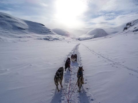 Husky Sledding Adventure through Winter Landscape