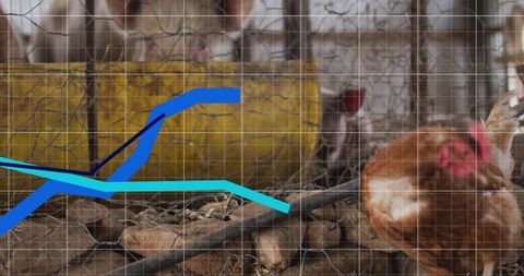 Brown hen perching and pecking straw behind wire mesh feeder with overlaid graph