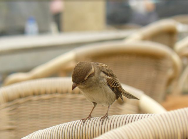 Small sparrow sitting on rattan chair backrest in urban outdoor cafe. Ideal for blog posts about urban nature, wildlife photography, or adding an element of nature to urban-themed designs.