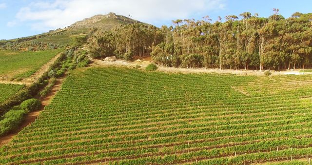 Drone image of wine farm in high quality format - Download Free Stock Photos Pikwizard.com