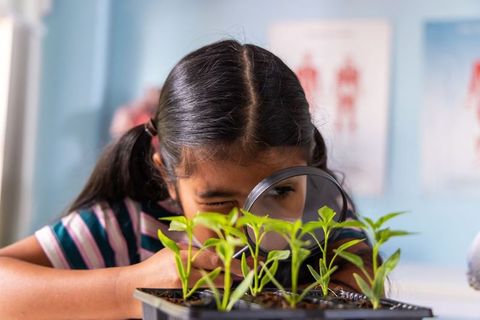Asian schoolgirl examining seedlings with magnifying glass in classroom science lesson
