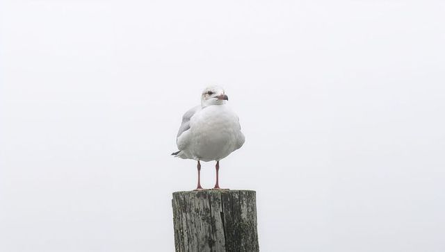 Lone seagull perching on weathered wooden post in misty minimal coastal scene