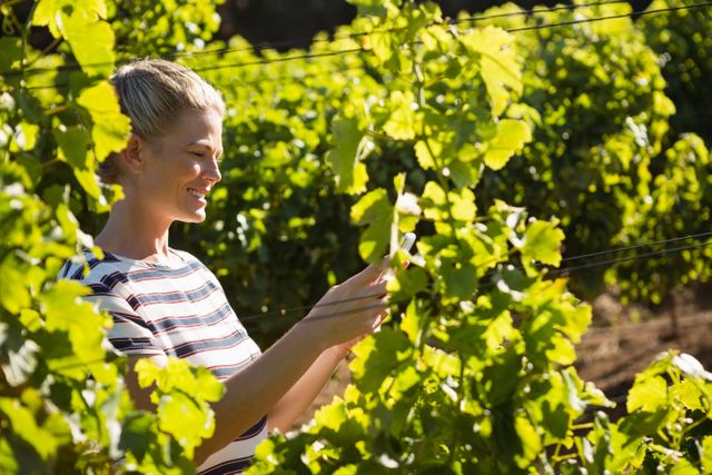 This image shows a female vintner using a mobile phone while standing among grapevines in a vineyard on a sunny day. She is smiling and appears to be checking something on her phone, possibly related to her work. This image can be used for articles or advertisements related to agriculture, technology in farming, wine production, rural lifestyle, or outdoor activities.