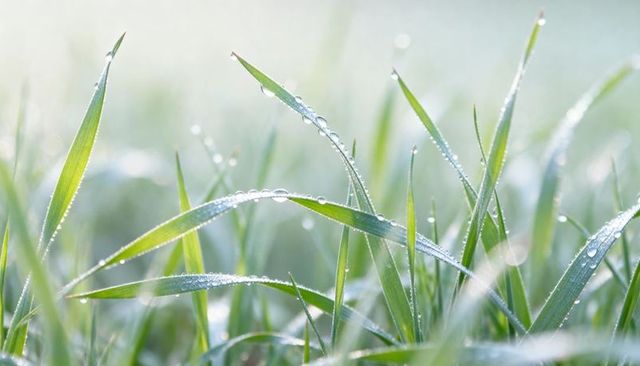 Glistening morning dew on grass blades with backlit bokeh and macro detail