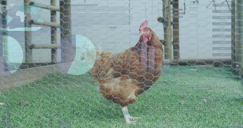 Digital Data Projection on Free-Range Chicken in Farm Environment - Download Free Stock Images Pikwizard.com