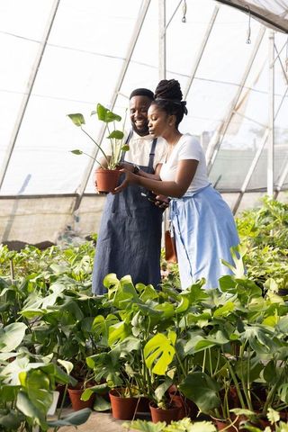 African american coworkers holding and inspecting monstera plants in greenhouse nursery