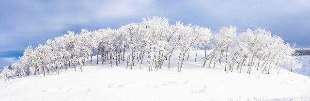 Majestic scene showcasing snow-covered trees on a sloping hill. Clear blue sky contrasts with white snow, evoking feelings of peace and serenity. Ideal for seasonal greetings, winter-themed backgrounds, or promoting outdoor winter activities.