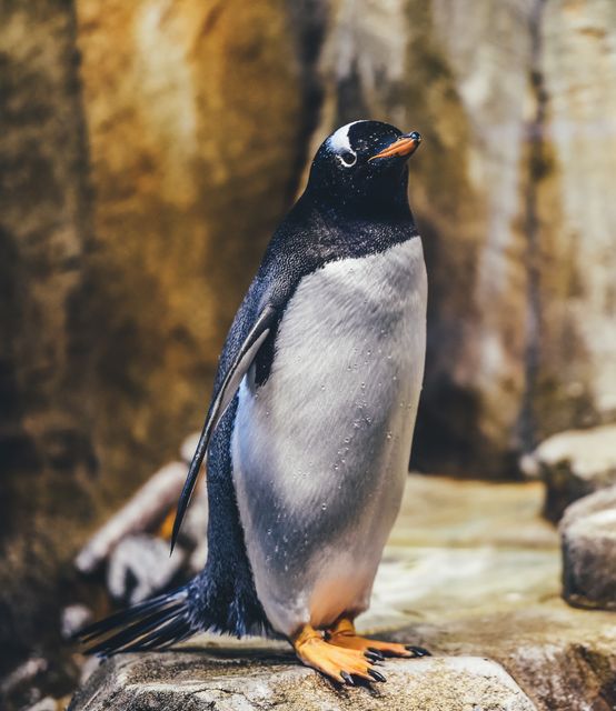 Gentoo penguin standing upright on rocky surface at zoo. Black and white seabird with orange beak and feet. Depicts wildlife and nature in controlled environment. Useful for educational materials, zoo promotions, animal and wildlife articles.