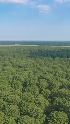 Vertical drone video gliding over expansive conifer canopy toward distant horizon