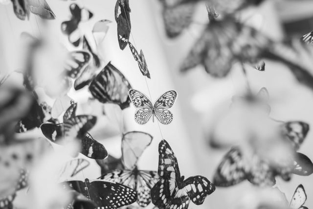 Delicate black and white butterflies hanging and suspended, giving an abstract and ethereal look. Perfect for wall art, nature-themed decor, and artistic design projects. Suitable for background images, creative illustrations, and decoration inspiration.
