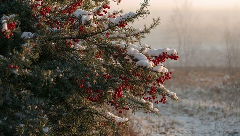 Evergreen branches holding snow and red berries at misty meadow sunrise