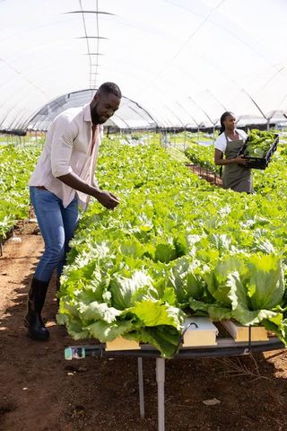 Co-workers harvesting hydroponic lettuce in greenhouse