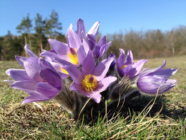 Cluster of purple pasque flowers blooming in a field during springtime. Ideal for use in nature-related publications, outdoor photography collections, floral arrangements, springtime greeting cards, and horticultural guides.