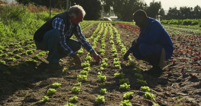 Senior Caucasian man and young African American man examine crops in a field. They share agricultural expertise in a serene outdoor farm setting.