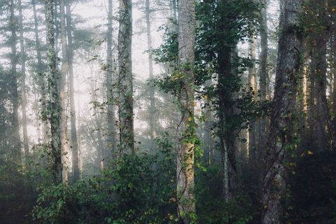 Serene Morning Fog in Dense Woodland Forest Landscape